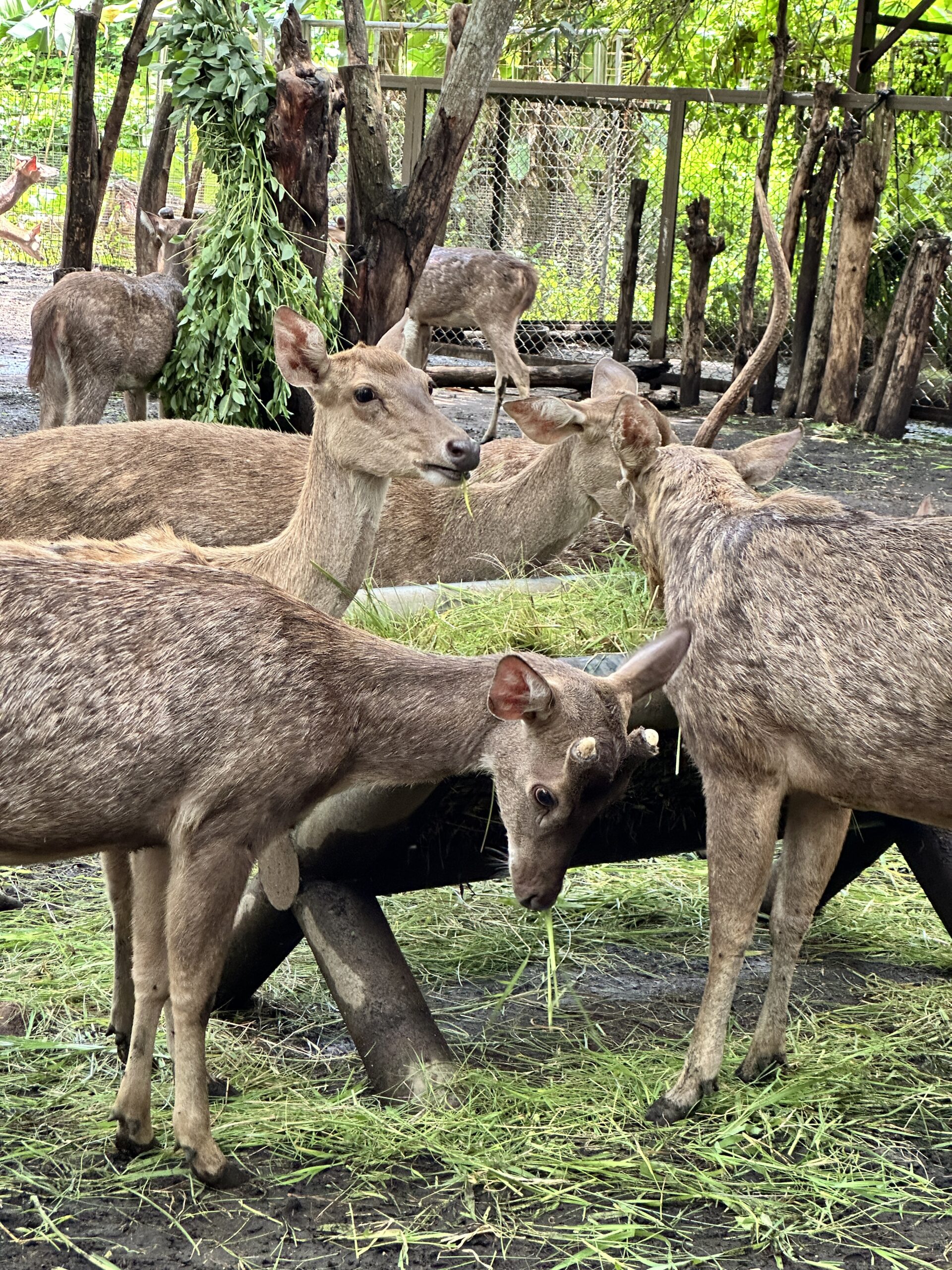 deer in group